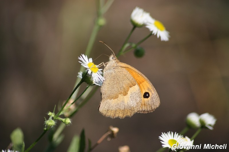 La vita in un fiore (Erigeron annuus)